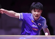 开云体育在线-比利时乒乓球队血洗德国乒乓球队，张本智和制霸全场的简单介绍