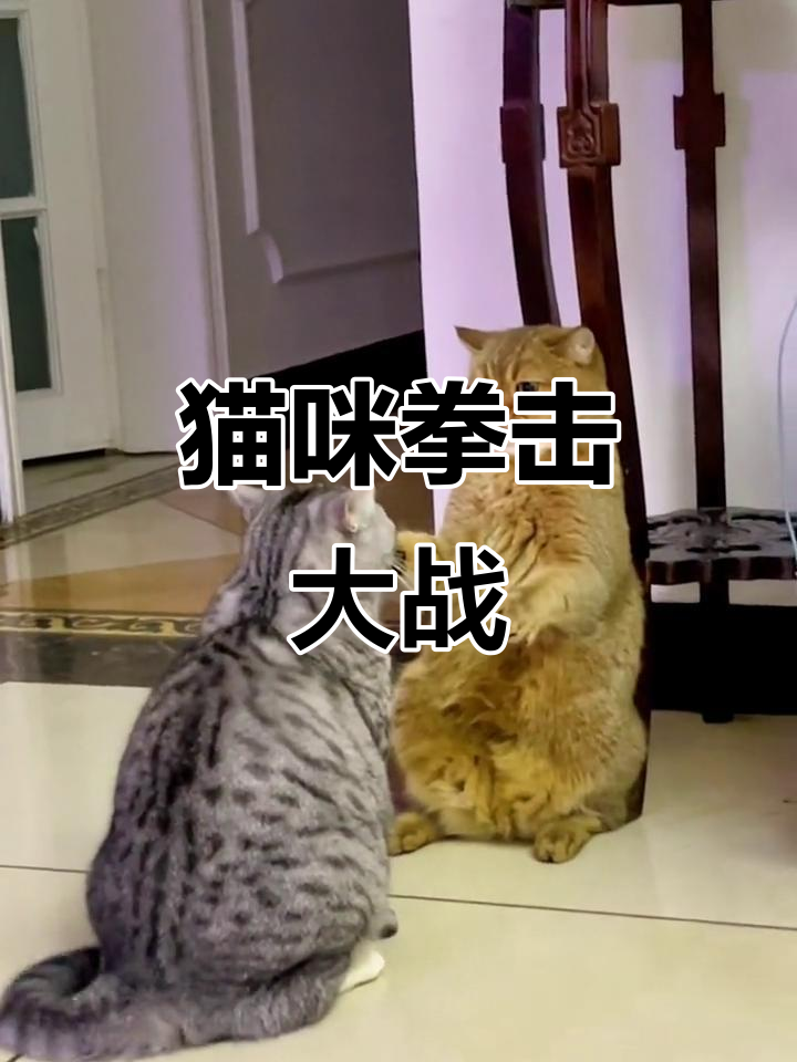 关于一触即发的对决,胜者将赢得掌声的信息 关于一触即发的对决,胜者将赢得掌声的信息